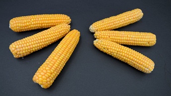 Optimum conditions (left) vs. potassium deficiency (right) in corn cobs