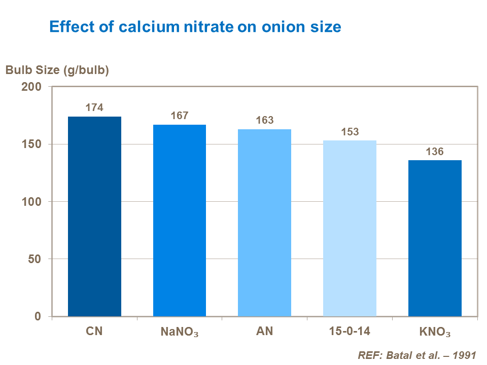 Effect of calcium nitrate on onion size