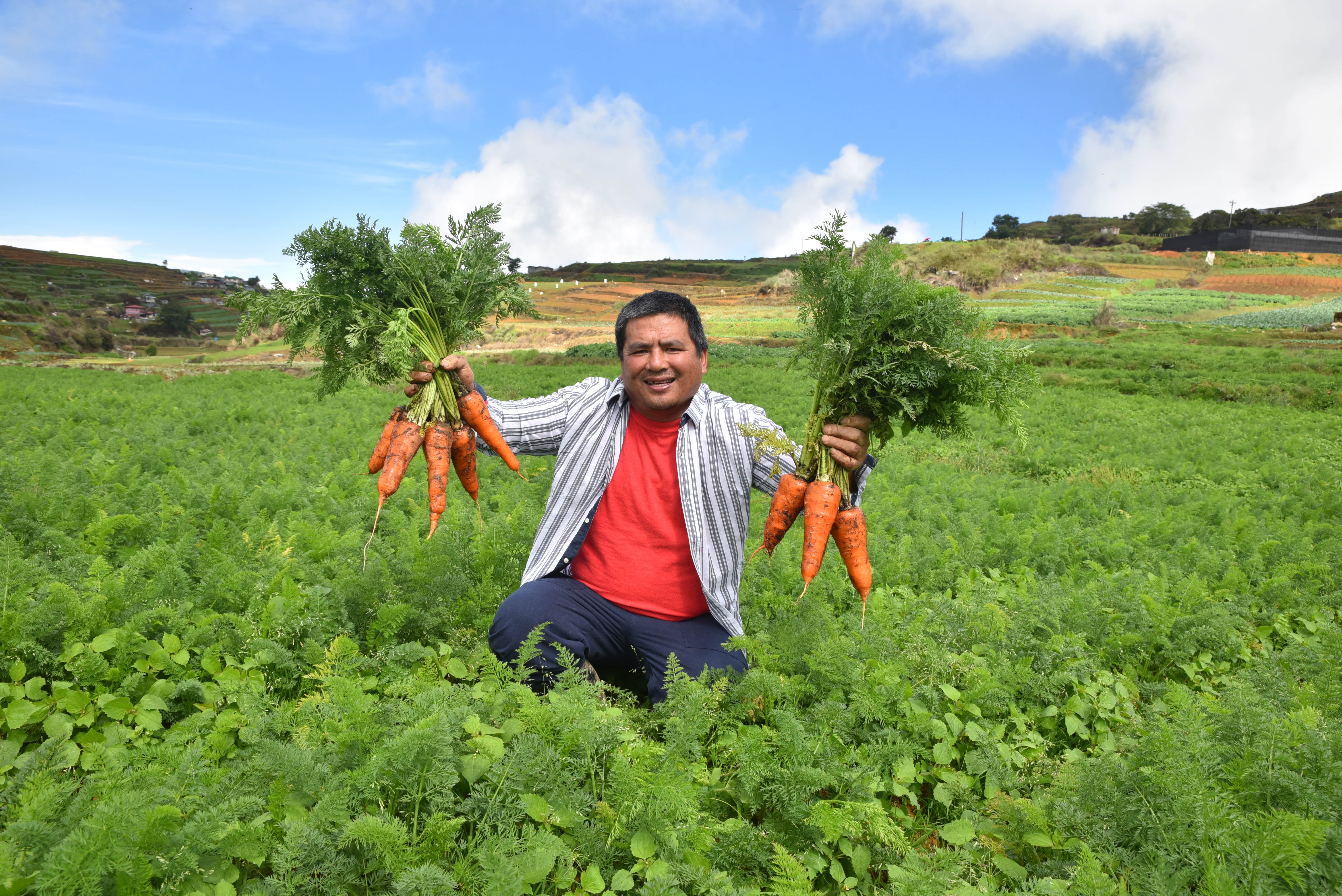 Carrots Crop Nutrition Programme