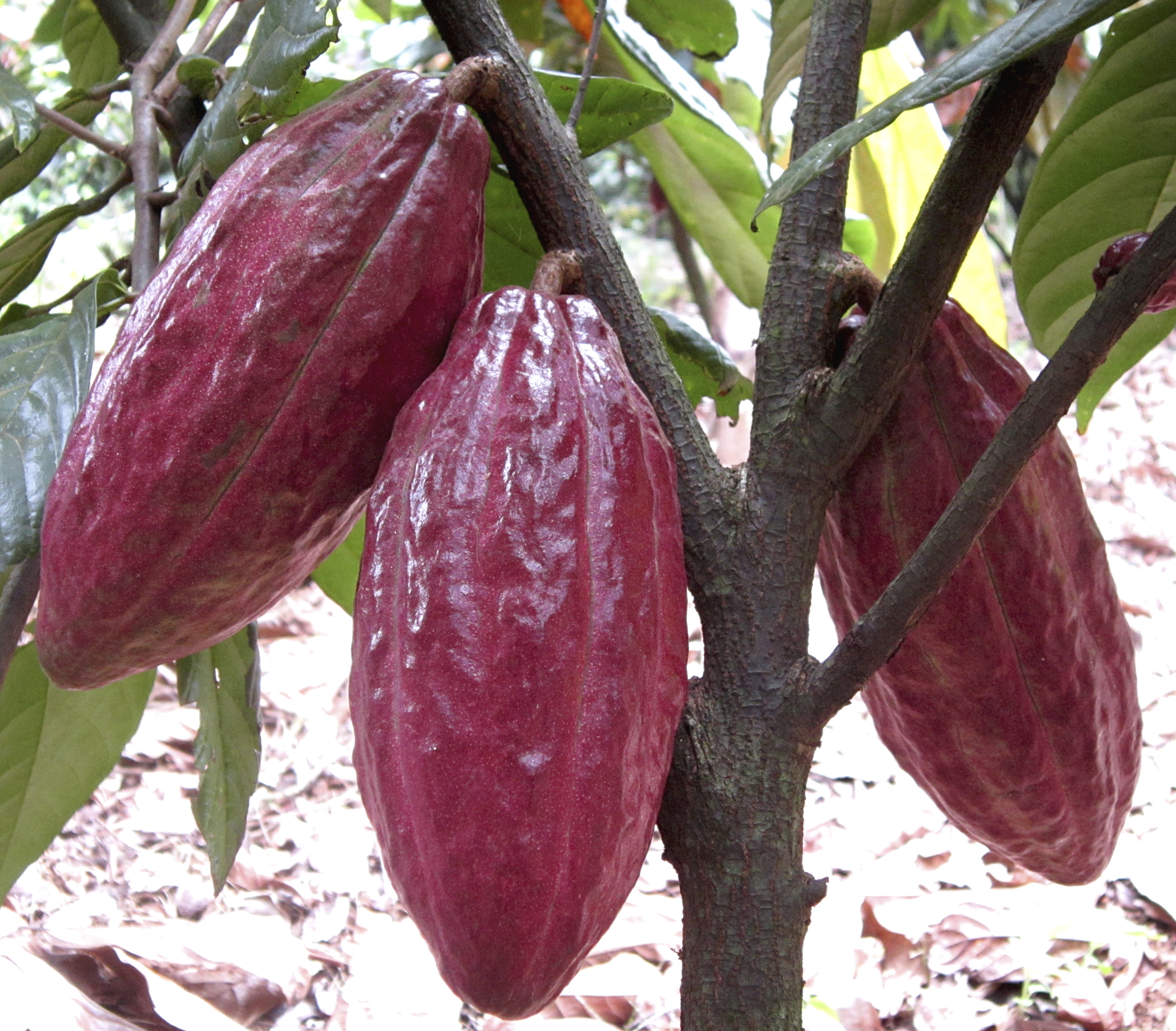 How to increase cacao yield