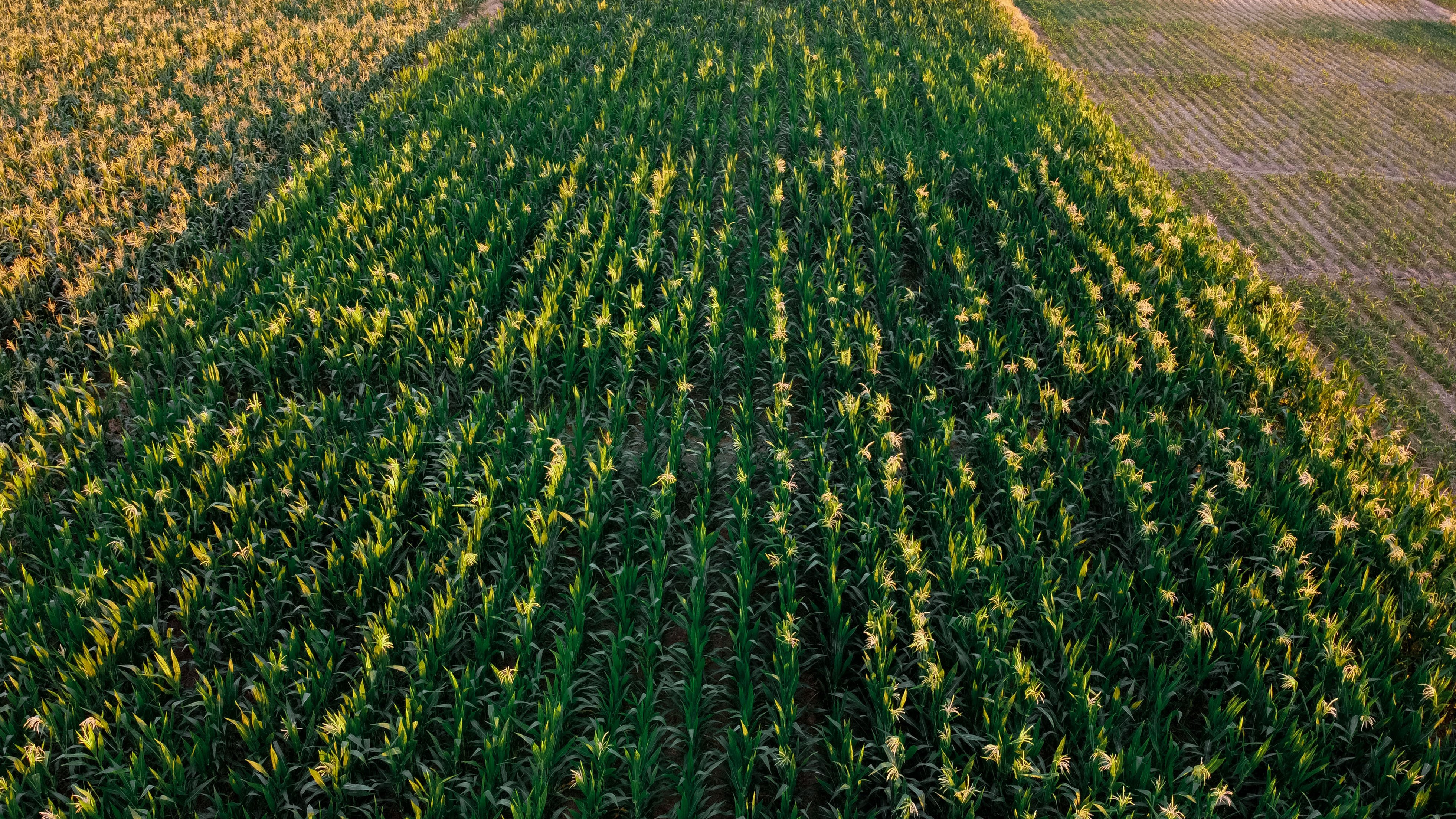 Increasing corn yield