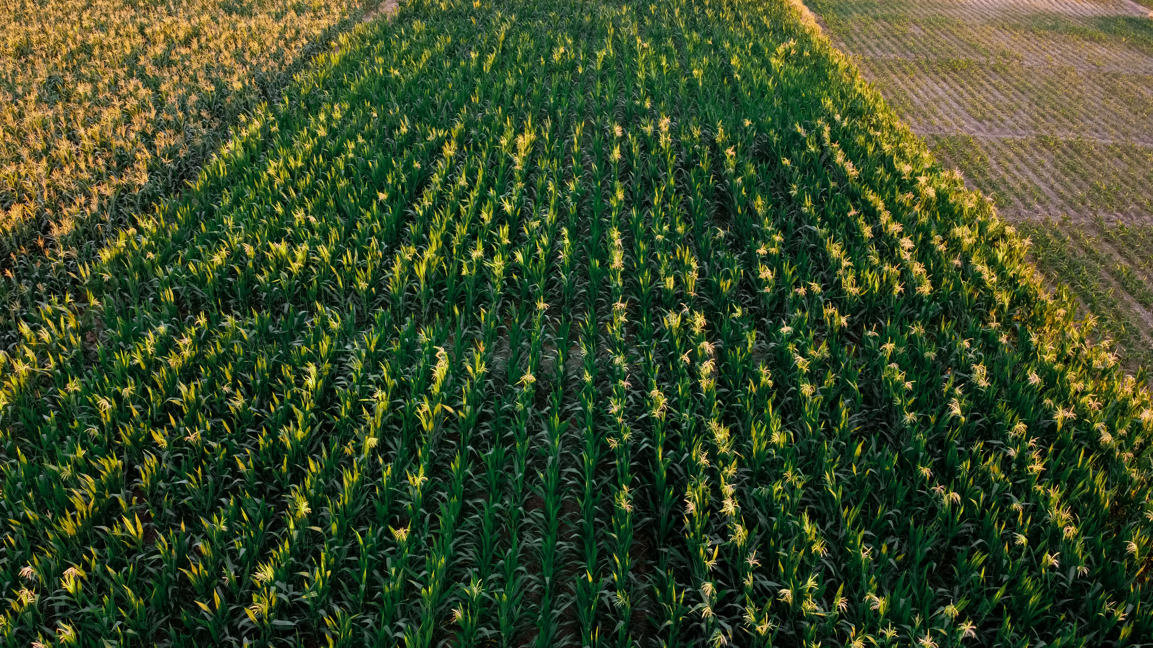 Increasing corn yield