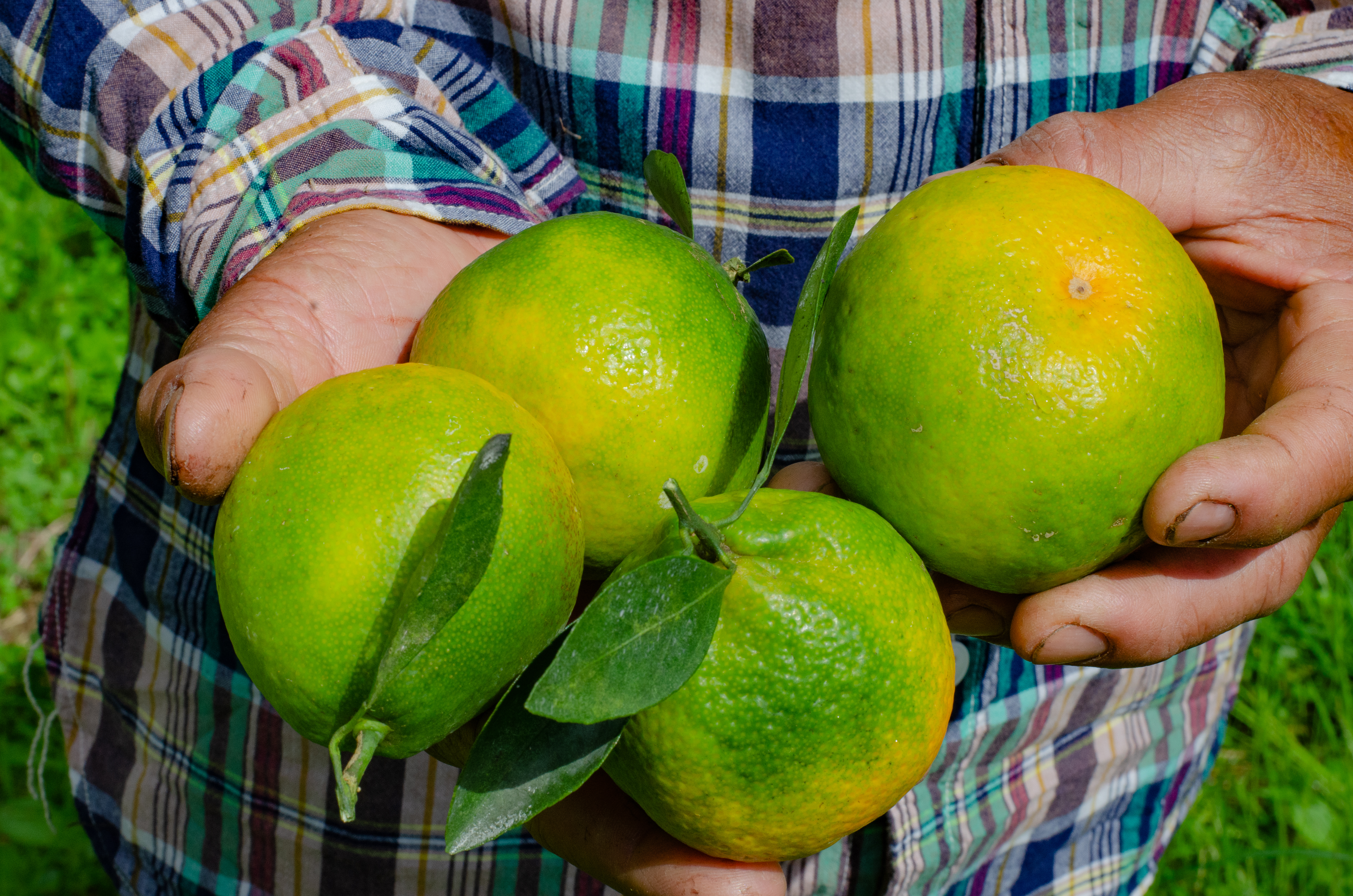 Citrus Crop Nutrition