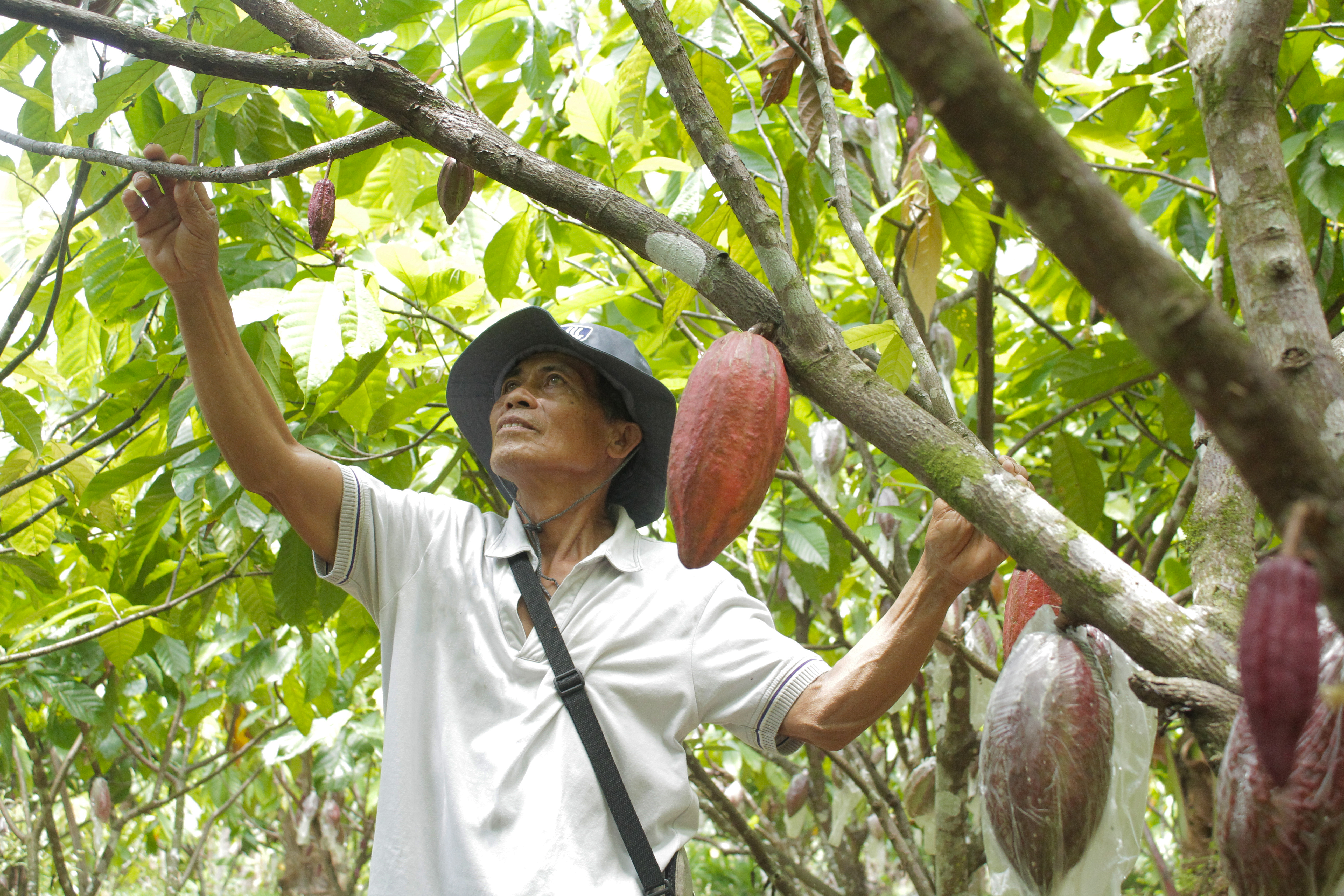 Increasing Number of Cacao Pods and Bean Yield