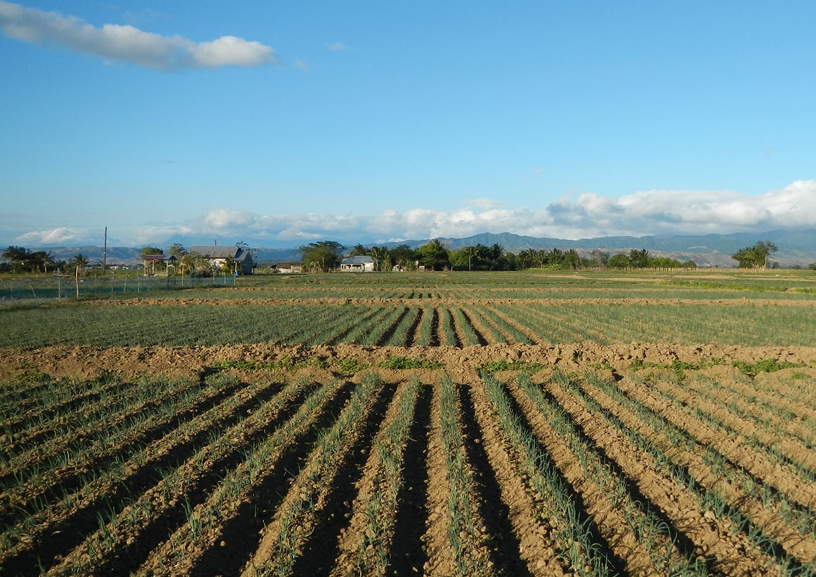 Onion crop nutrition