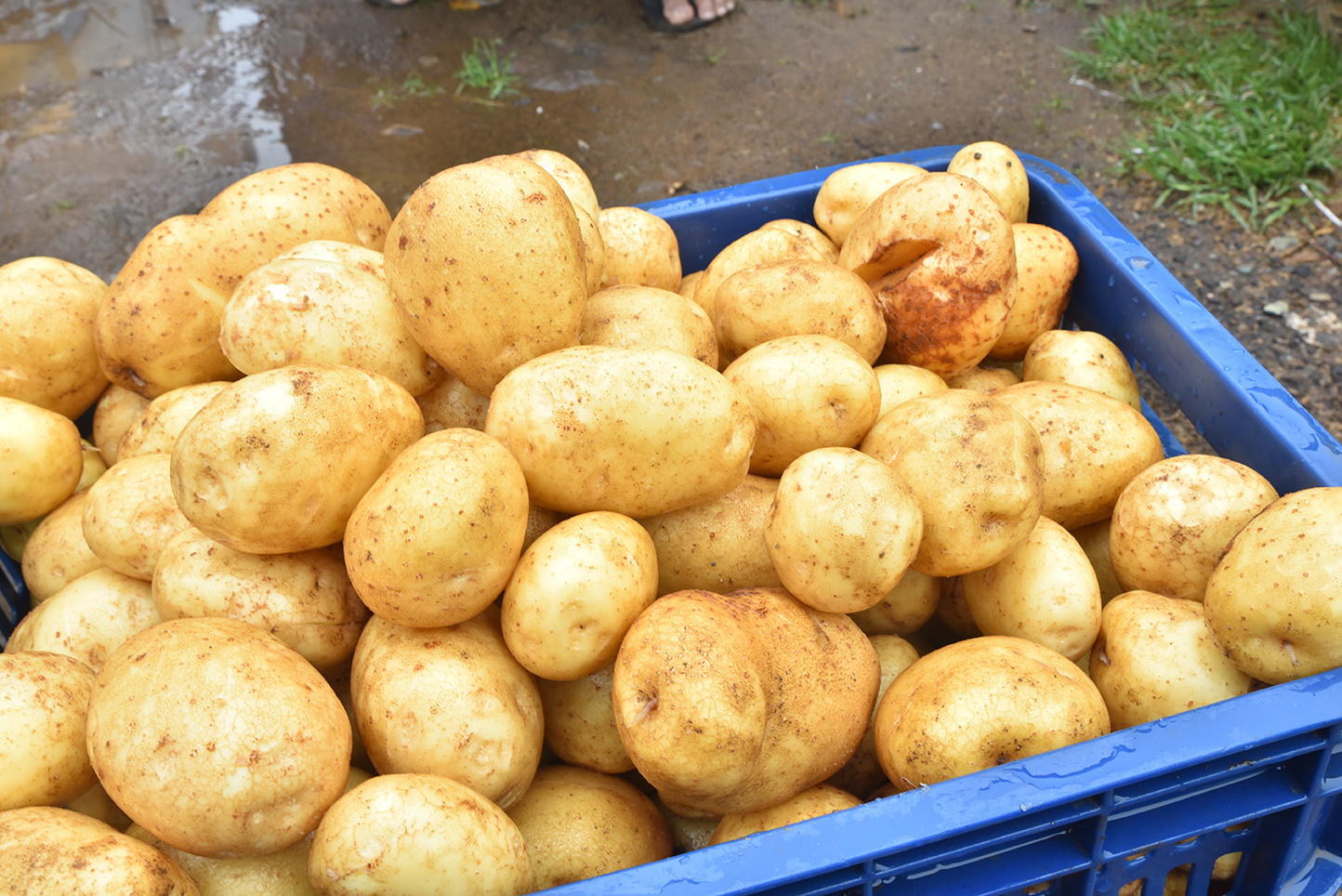 Potato Crop Nutrition Programme