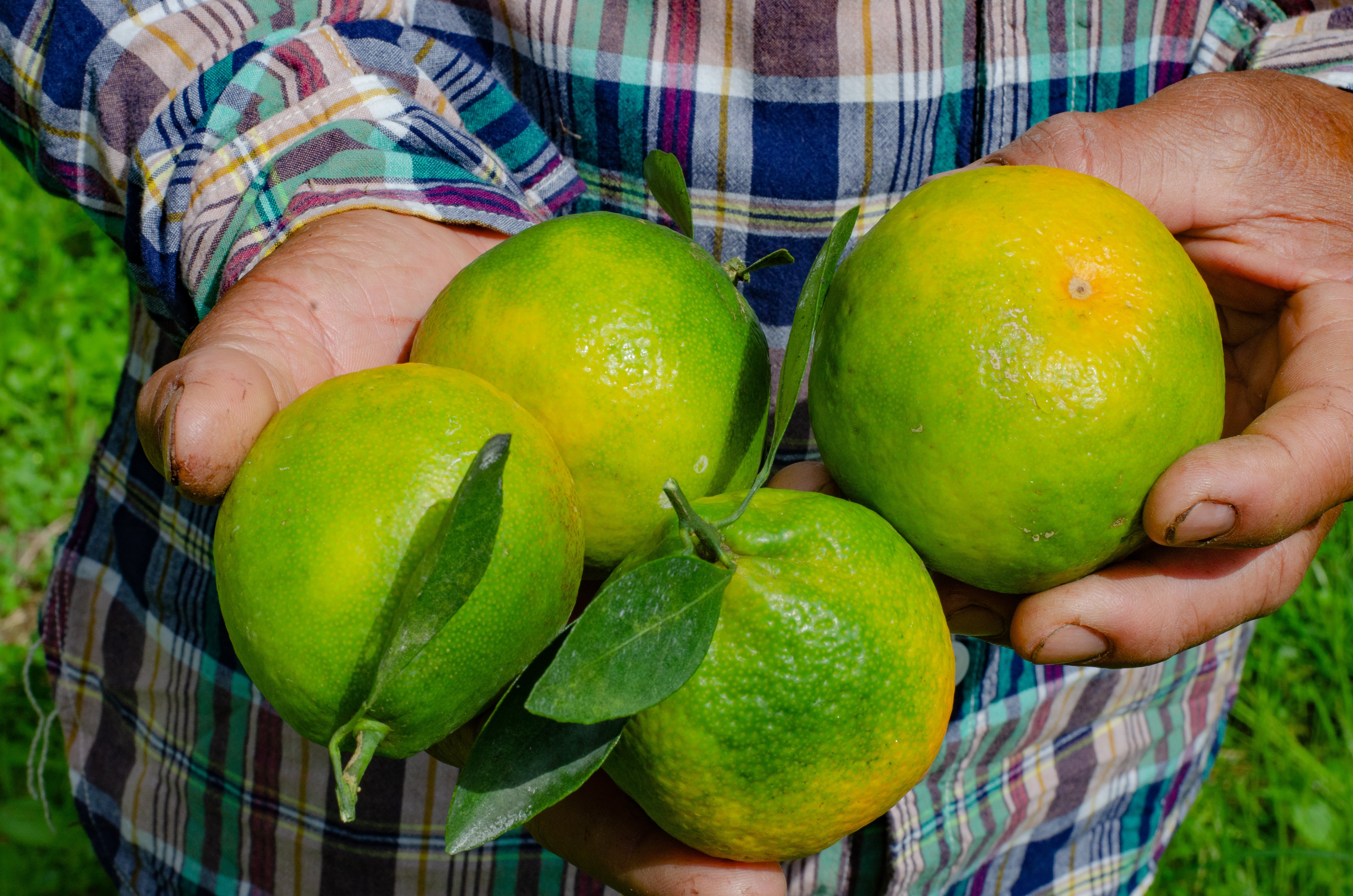 Increasing citrus fruit size