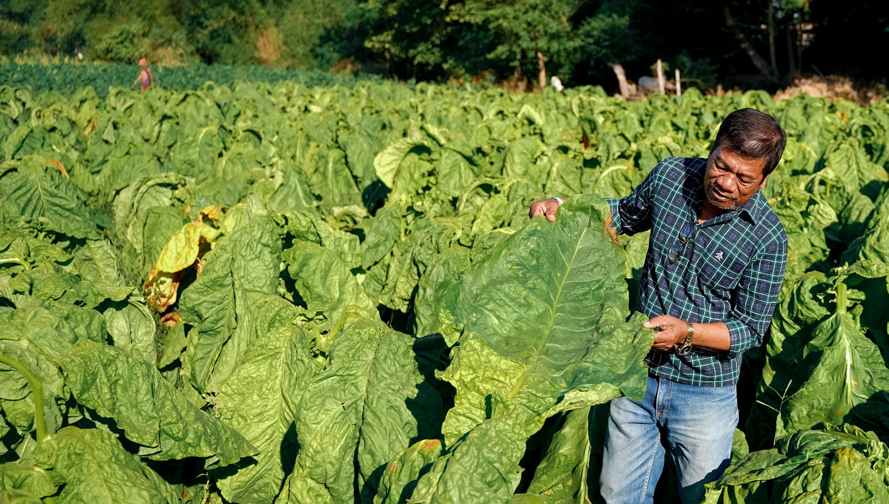 what is the main chemical in tobacco Nicotine | C10H14N2 | CID 89594